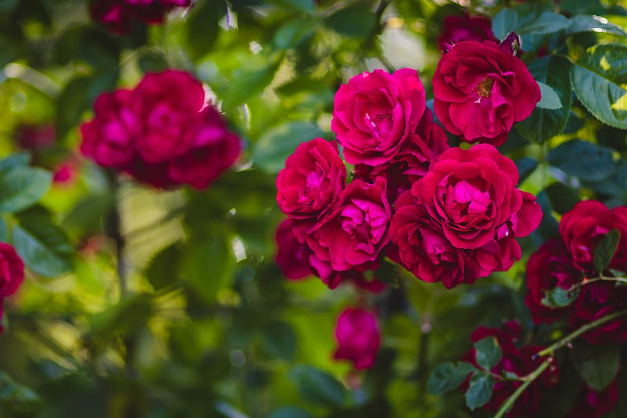 Selective Focus of Pink Rose Flowers, beautiful, bloom, blooming HD wallpaper