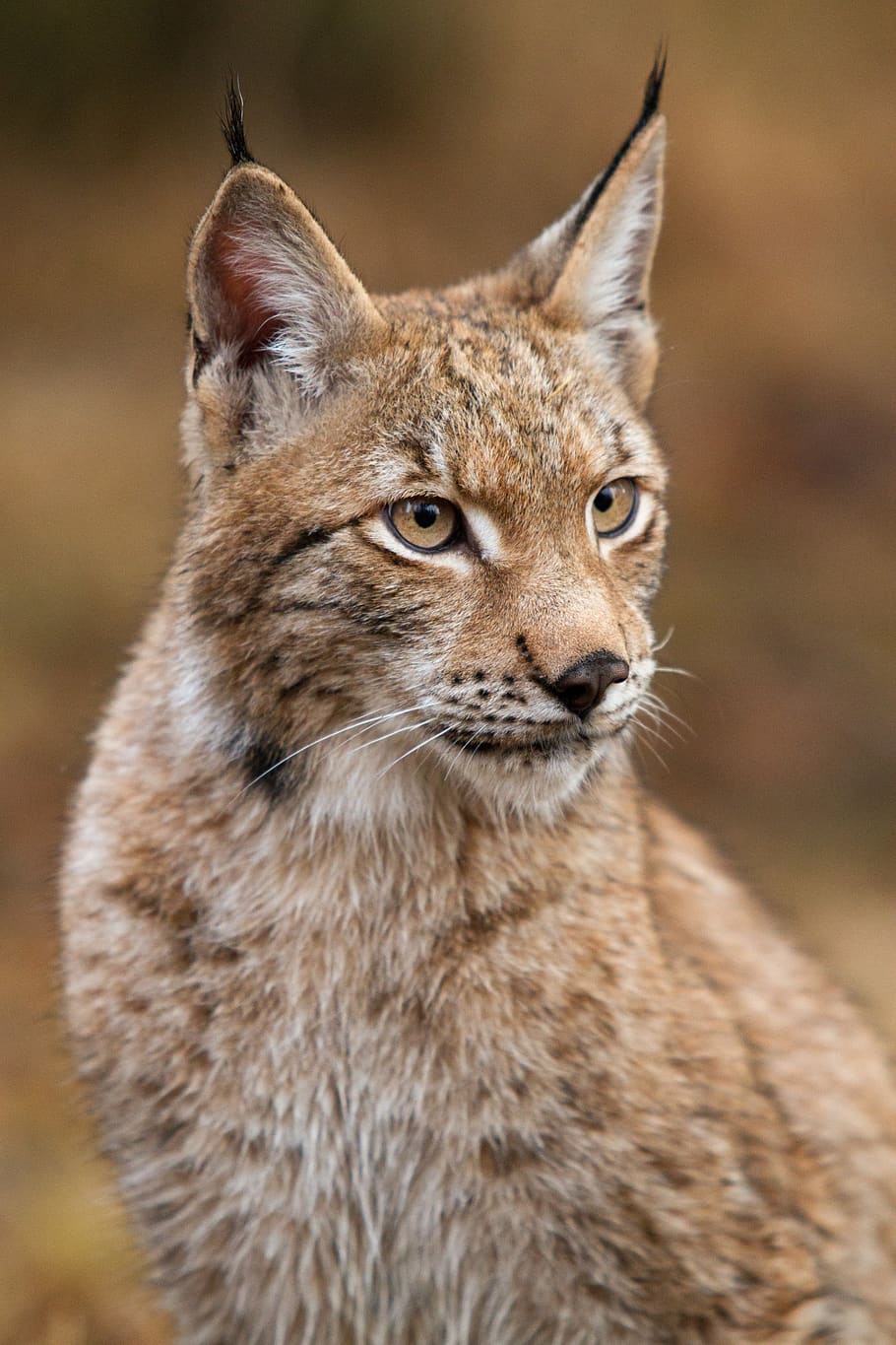 brown lynx cat, one animal, mammal, animal wildlife, animals in the wild HD wallpaper