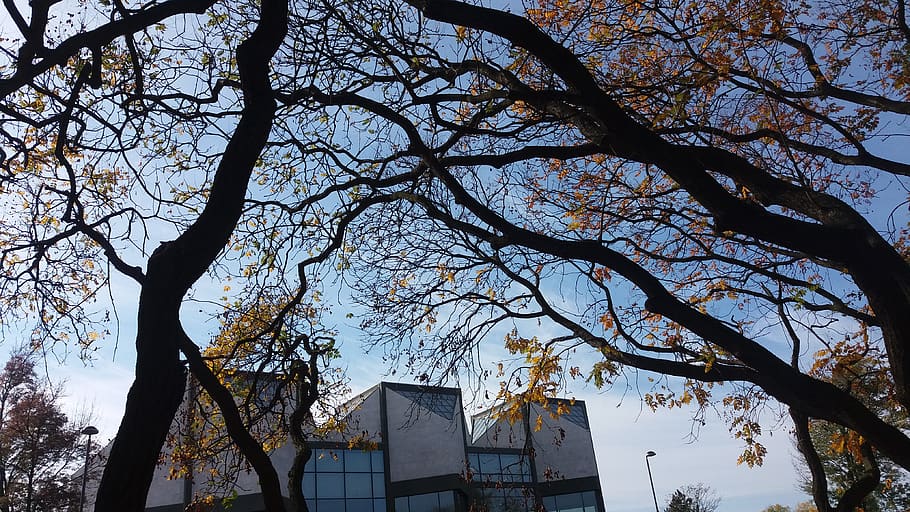 serbia, belgrade, tree, architecture, built structure, building exterior HD wallpaper