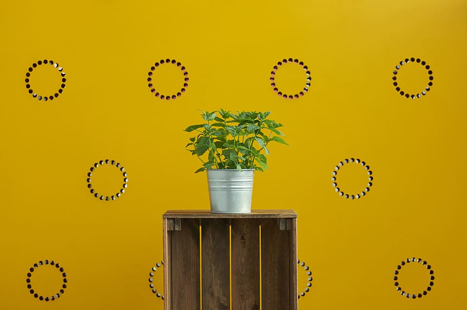 green-leaf plant, furniture, mint, potted plant, yellow, yellow wall, HD wallpaper