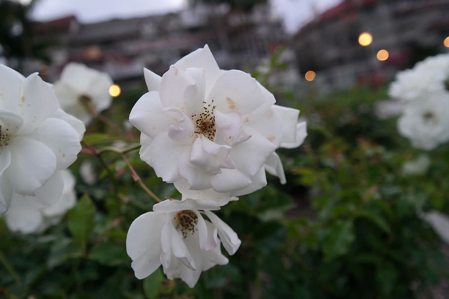 united states, coronado, white, pollen, flower, light, buildings HD wallpaper