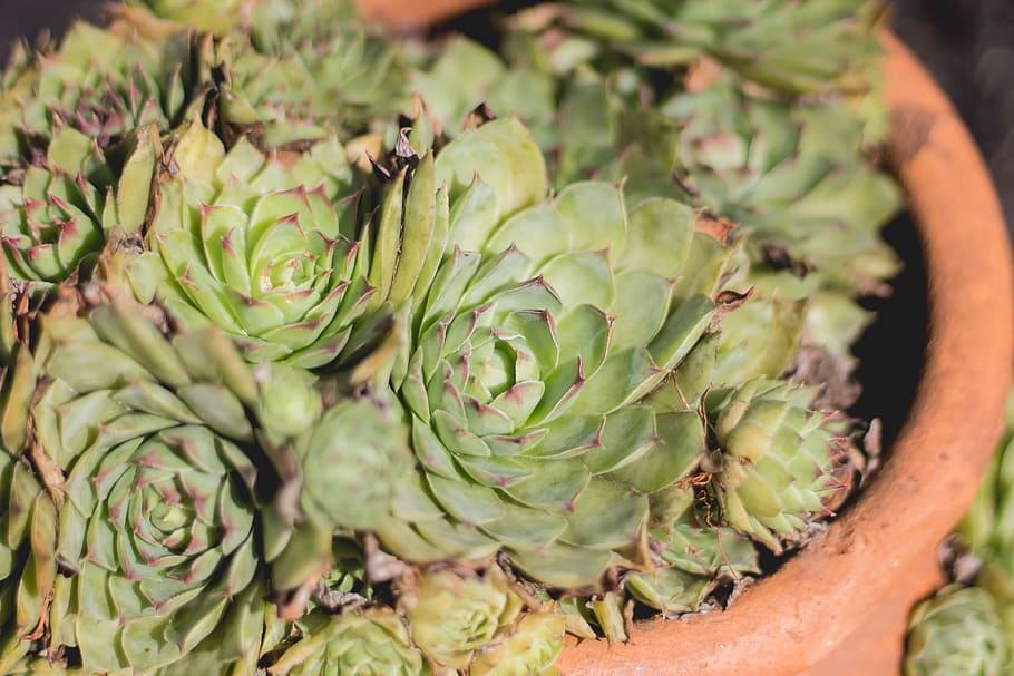 succulent, plant, background, bokeh, green, pink, terracotta HD wallpaper