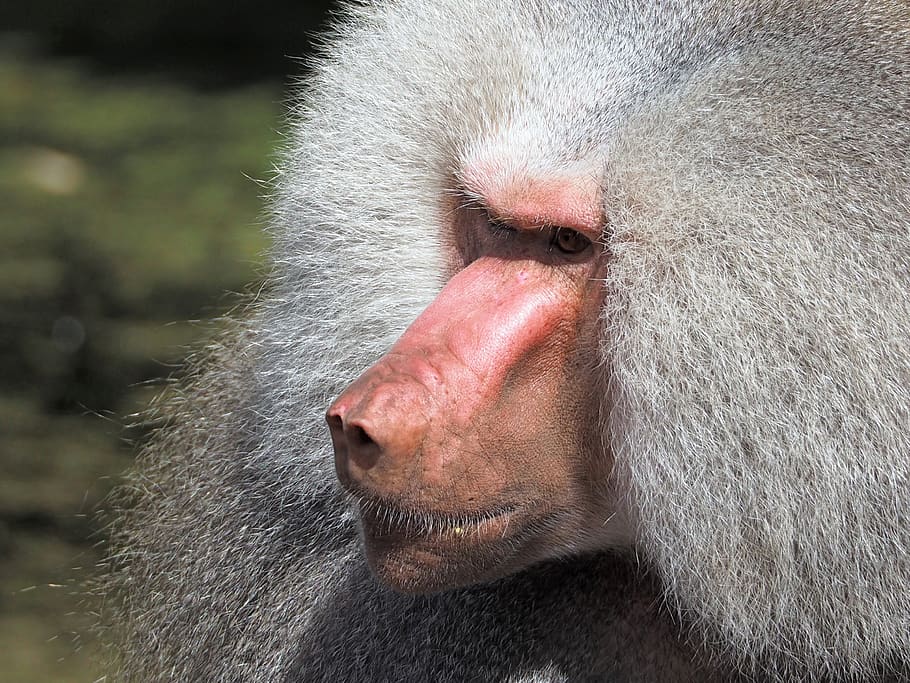 chimpanzee, primate, one animal, animal wildlife, animals in the wild HD wallpaper