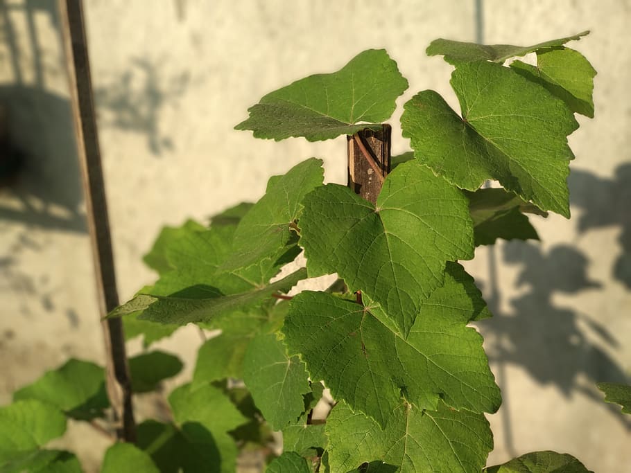 india, leaf, plant part, green color, nature, close-up, growth HD wallpaper
