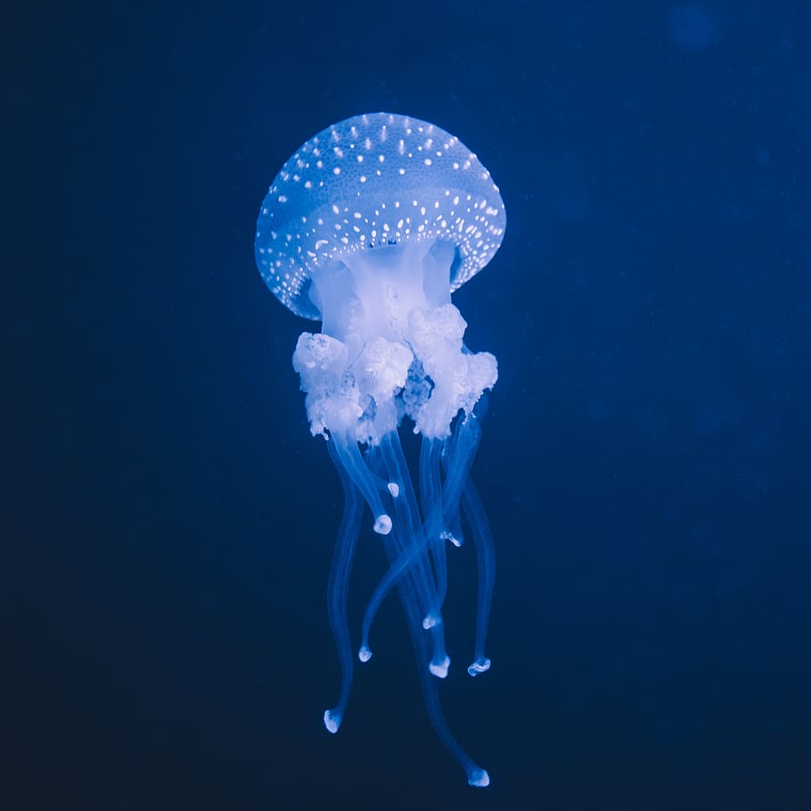 blue jellyfish, invertebrate, animal, sea life, water, underwater, HD wallpaper