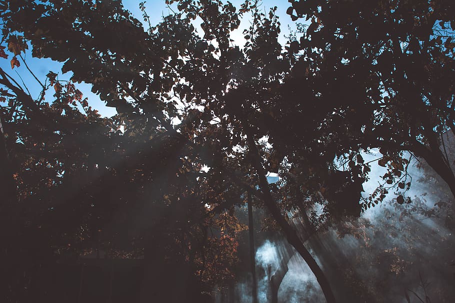 Low Angle Photography of Trees, branches, dark, environment, fall HD wallpaper
