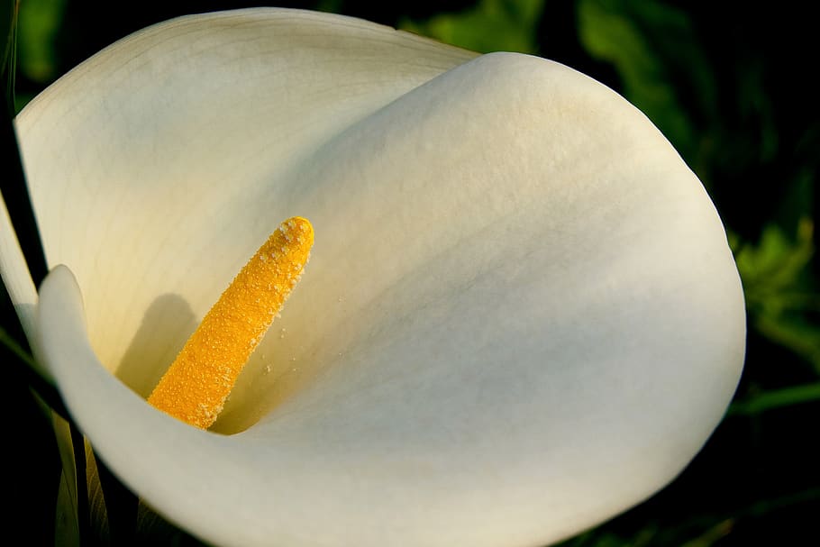 cala, flower, nature, close, beauty, white, orange, yellow HD wallpaper