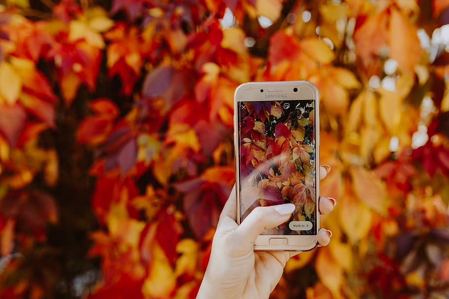 The woman takes a picture of the autumn leaves with her phone, HD wallpaper