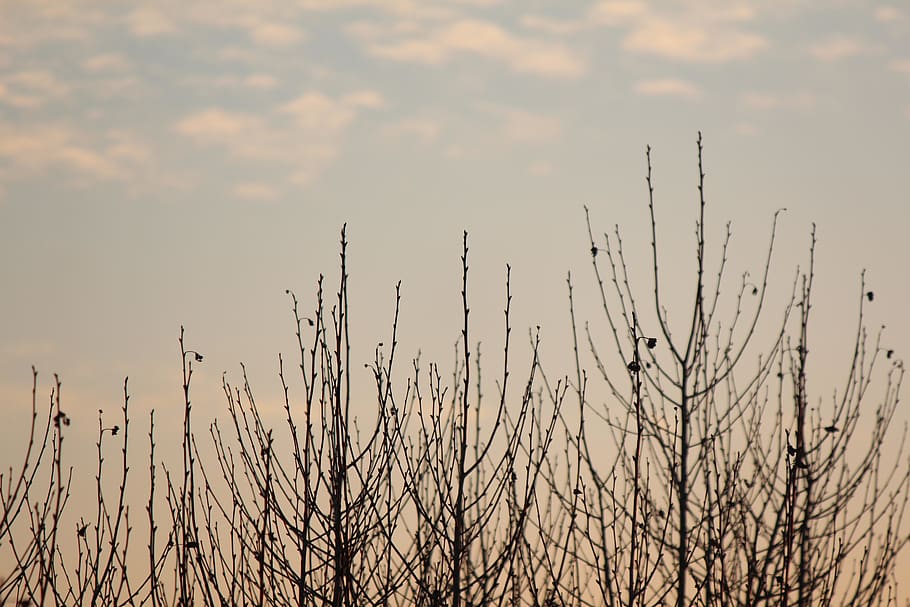 uruguay, montevideo, winter, spring, sky, blue, bluesky, trees HD wallpaper