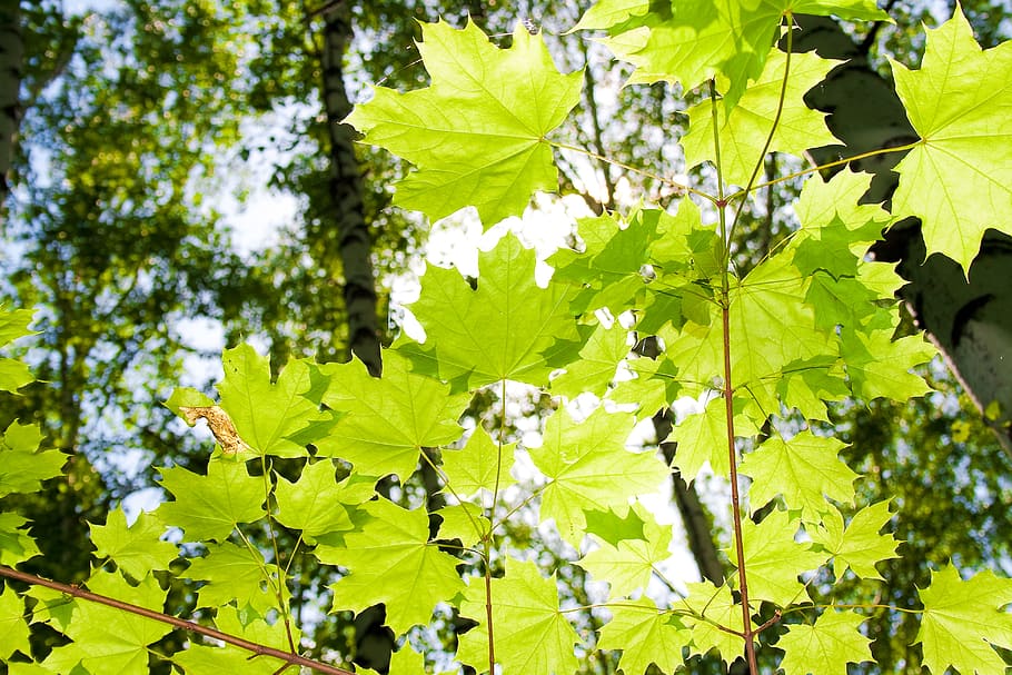 con2011, environment, environmental, green, image, nature, peace HD wallpaper