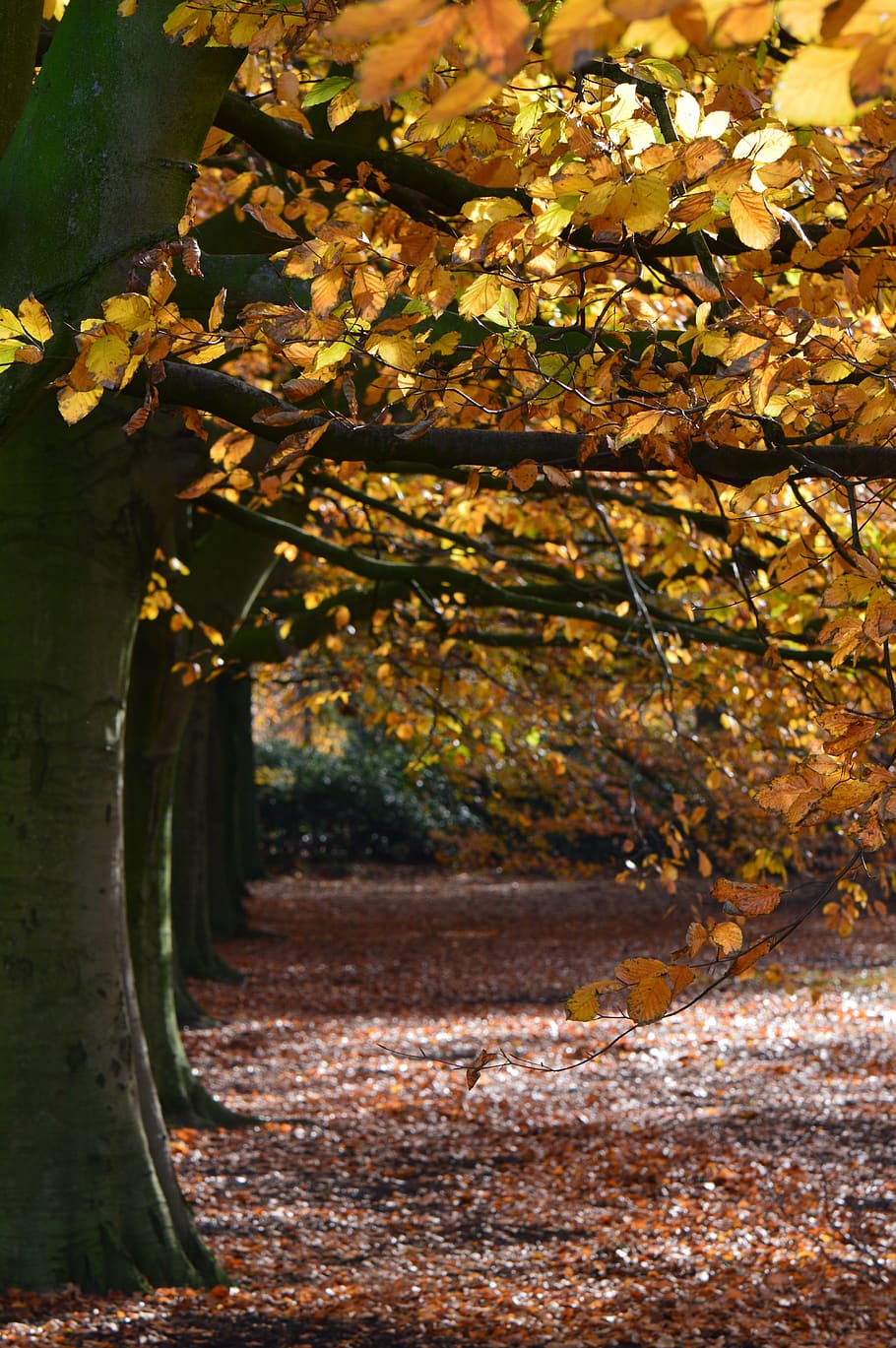 forest, autumn, landscape, trees, vote, leaves, light, nature HD wallpaper