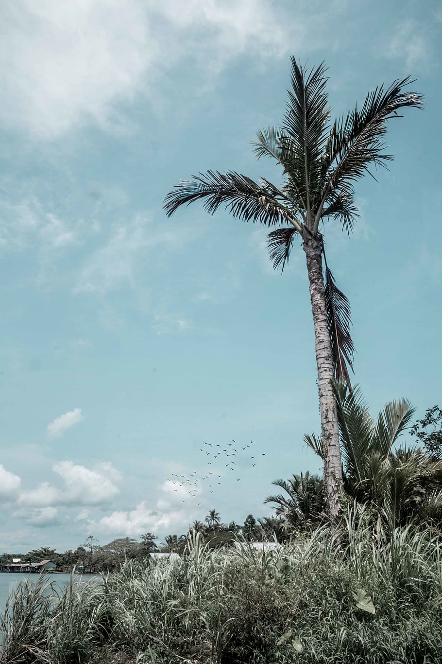 indonesia, jayapura, plant, sky, tree, cloud - sky, growth, HD wallpaper