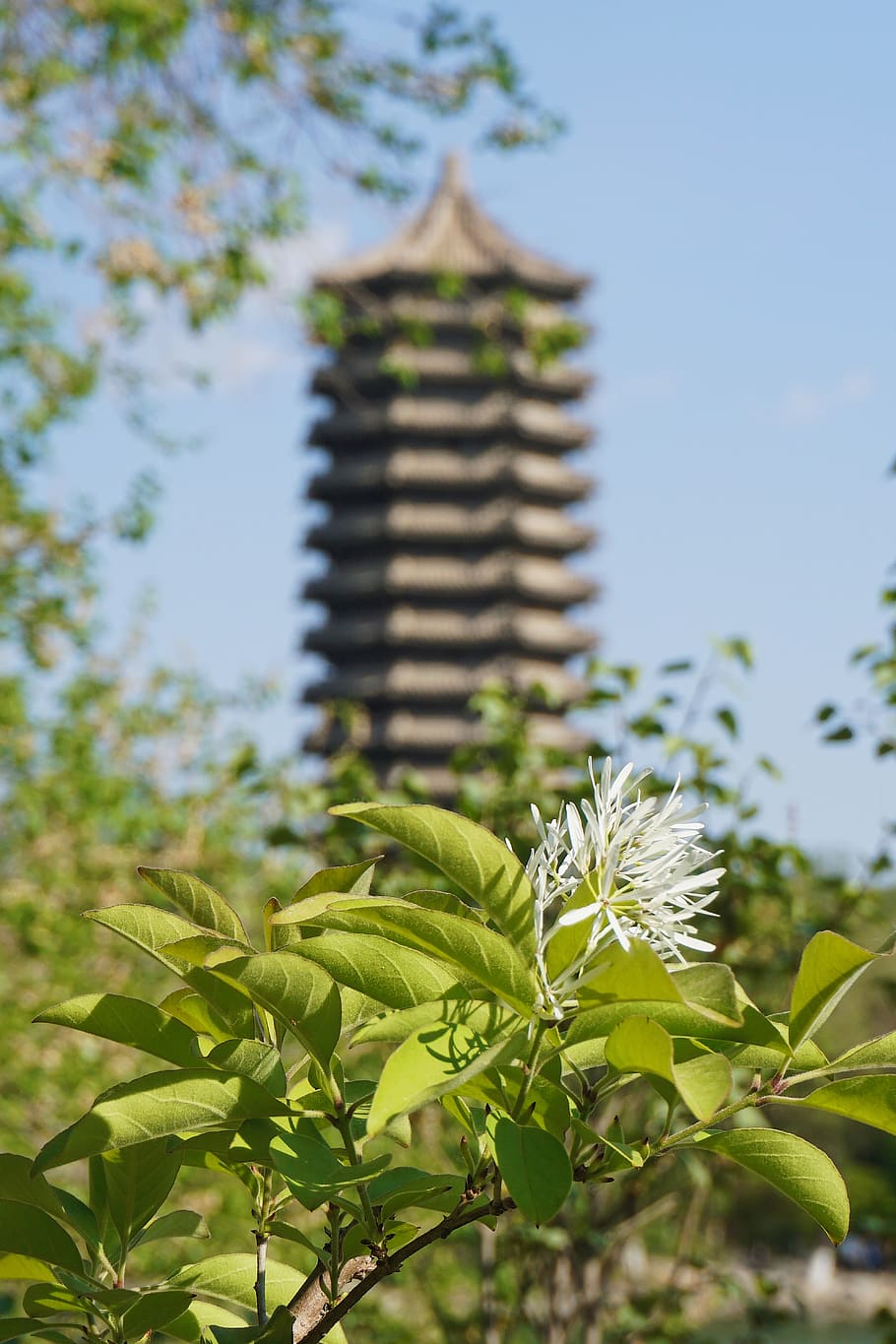 tower, plant, university, leaf, plant part, growth, green color HD wallpaper