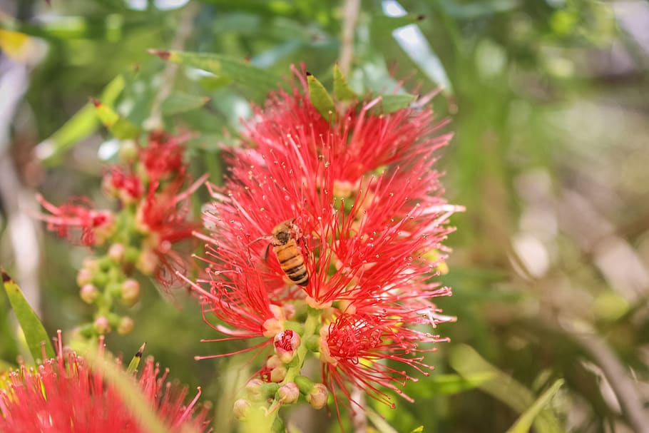 lebanon, flower, bee, flowering plant, growth, beauty in nature HD wallpaper