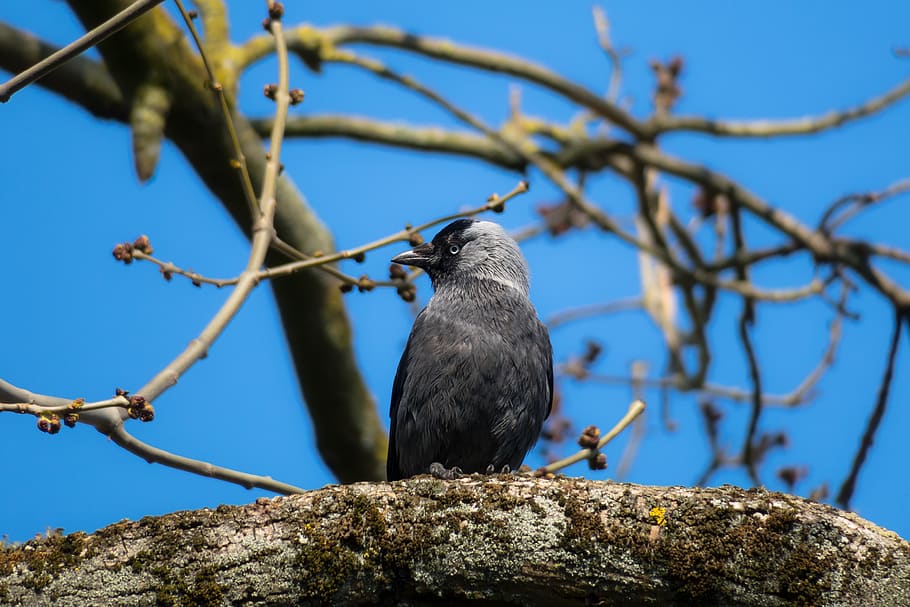 jackdaw, watch, look, view, viewpoint, plumage, bill, raven bird HD wallpaper