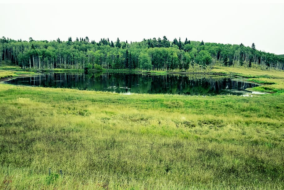 pond, forrest, trees, ducks, meditation, lake, mindfulness HD wallpaper