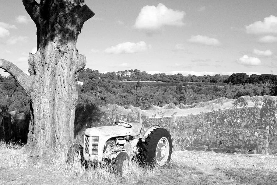 tree, nature, farm, vineyard, tractor, black and white, bandw HD wallpaper