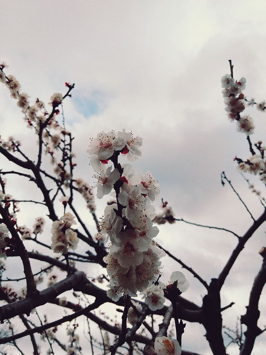 flower, plant, flowering plant, tree, growth, beauty in nature HD wallpaper
