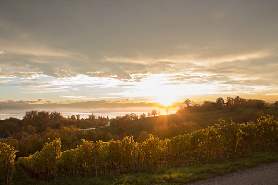 sun, sunset, hdr, lake constance, vines, autumn, sky, tranquility HD wallpaper