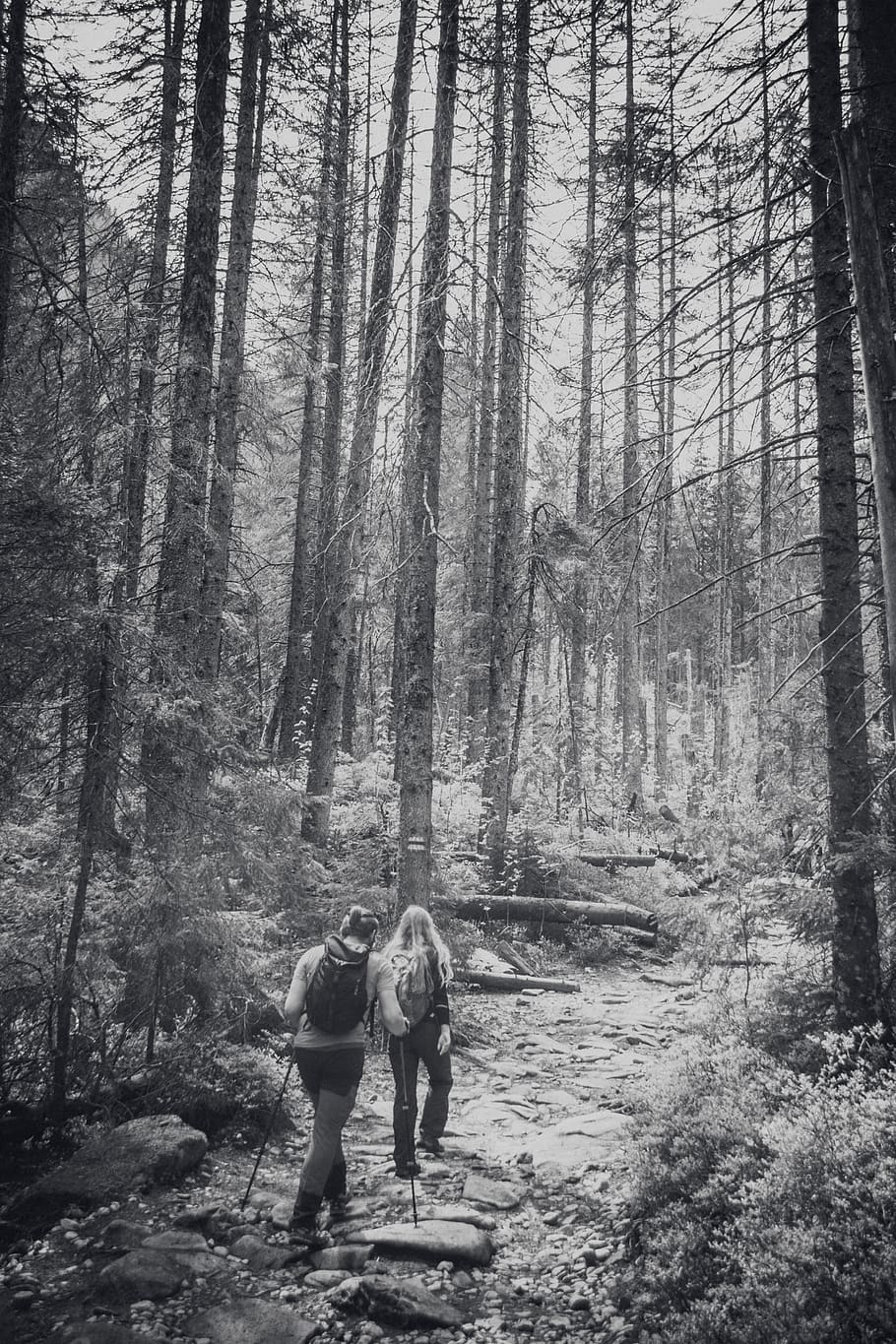 wood, forest, tree, trees, people, guys, man, woman, road, hill HD wallpaper