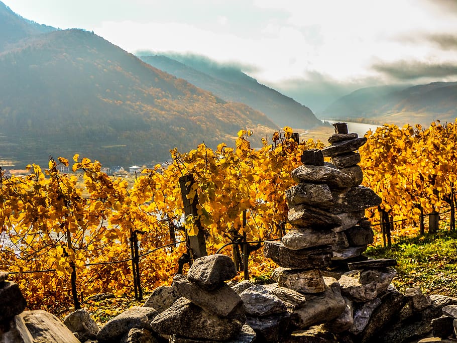 autumn, nature, landscape, mountain, tree, vineyard, austria, HD wallpaper