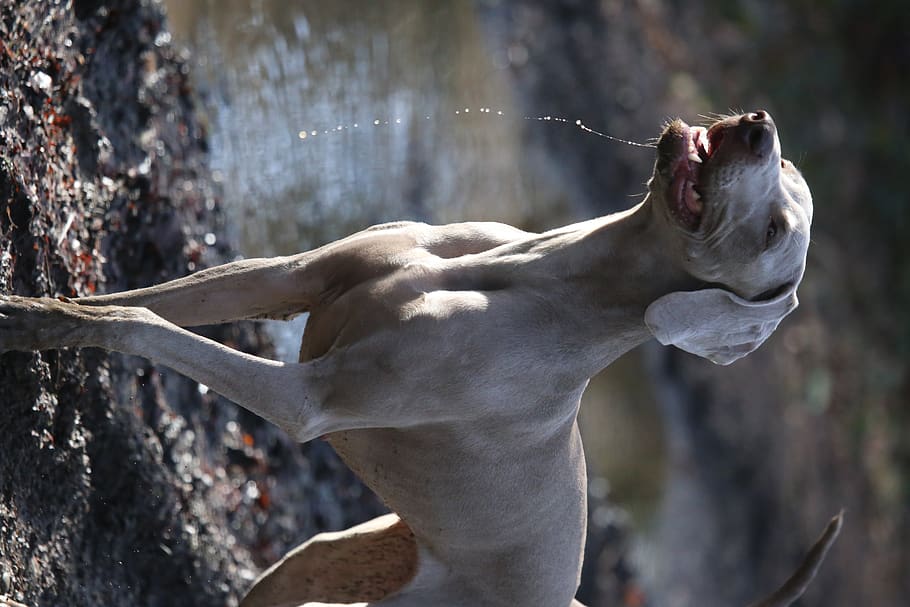 animal, animal themes, mammal, focus on foreground, one animal HD wallpaper