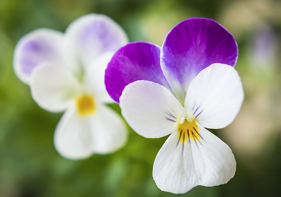 flower, pansy, spring, garden, plant, bloom, violet, purple HD wallpaper