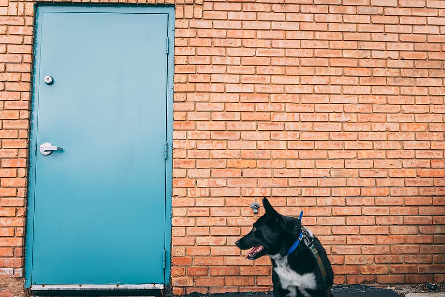 dog, door, simple, brick, blue, brown, black, cute, bark, puppy