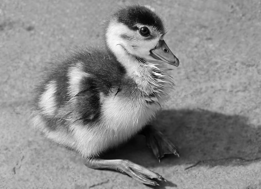 chicks, goslings, goose, nilgans, geese young, animal, bird HD wallpaper