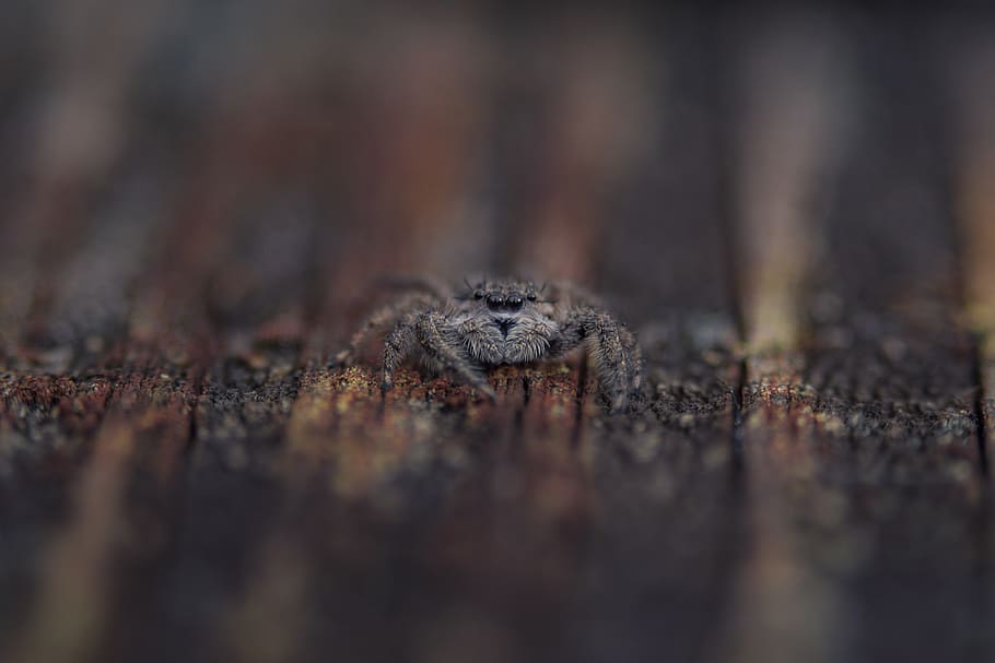 macro shot photography of common house spider, reptile, animal