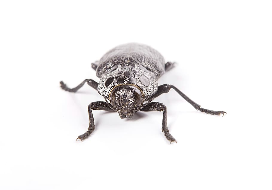 beetle, black, insect, closeup, nature, macro, animal, bug HD wallpaper