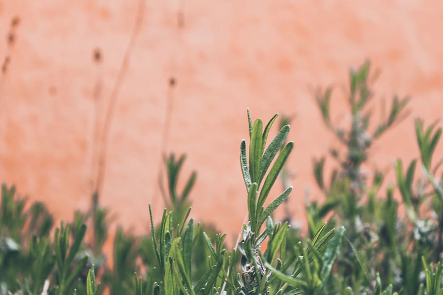 plant, grass, tree, conifer, vase, jar, pottery, vegetation HD wallpaper