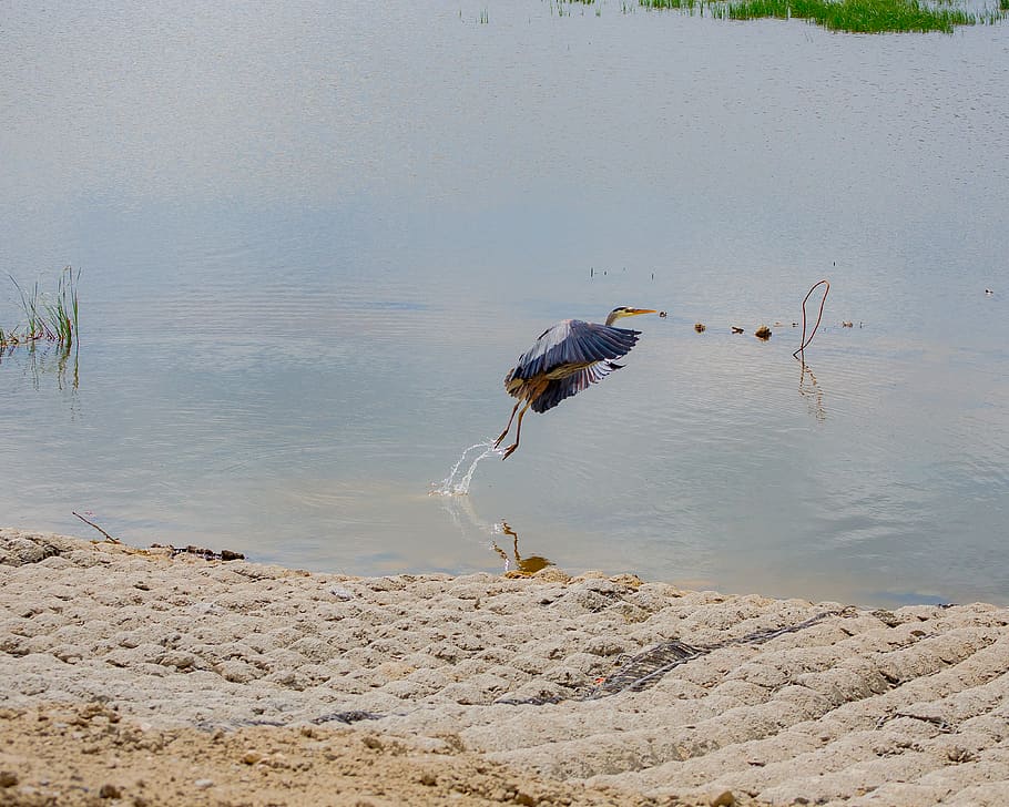 canada, dafoe, waterfowl, marsh, heron, wildlife, saskatchewan