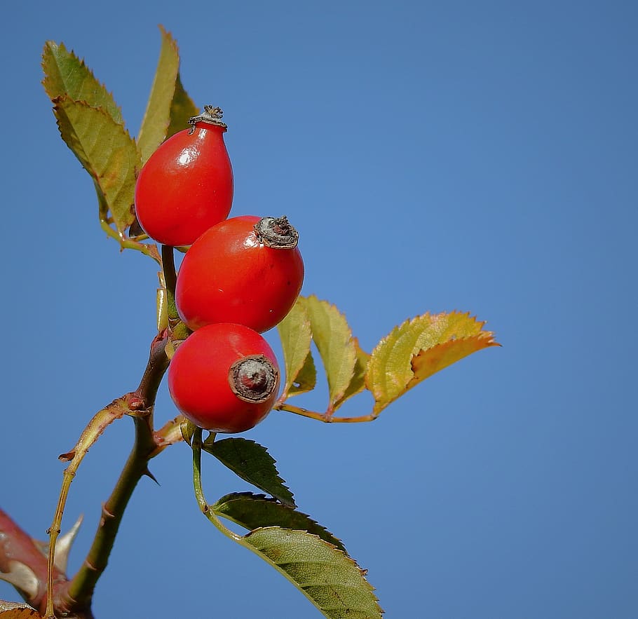 wild rose, fruit, red, nature, plant, sky, food and drink, healthy eating, HD wallpaper