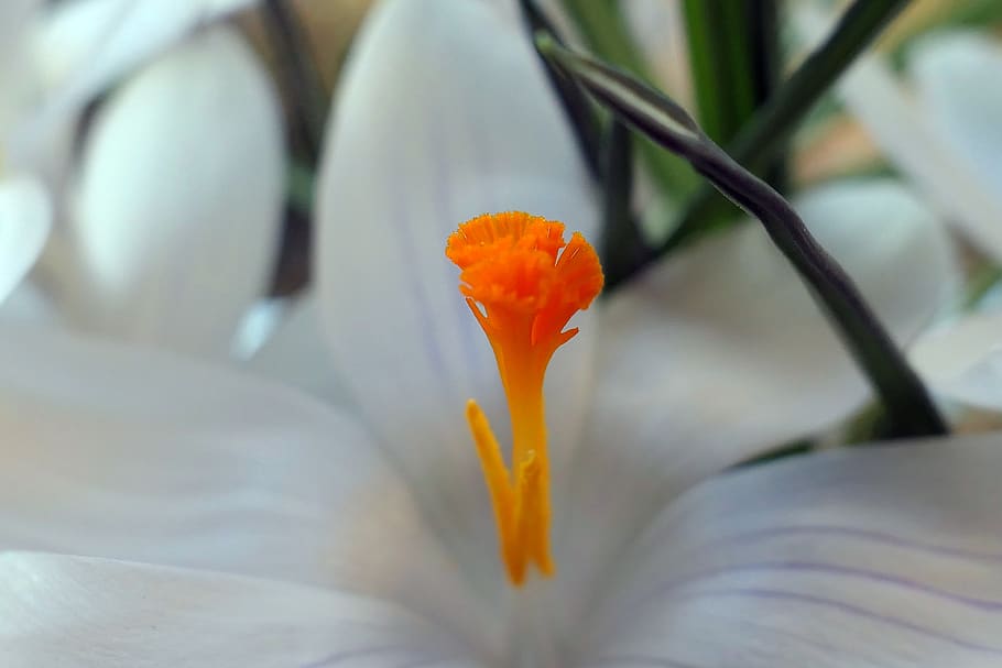 crocus, flower, flowers temple, spring, nature, plant, spring flower HD wallpaper