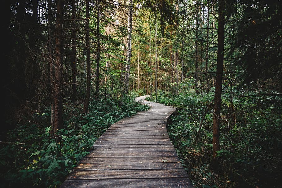 forest, woods, trees, nature, path, trail, hiking, trekking HD wallpaper