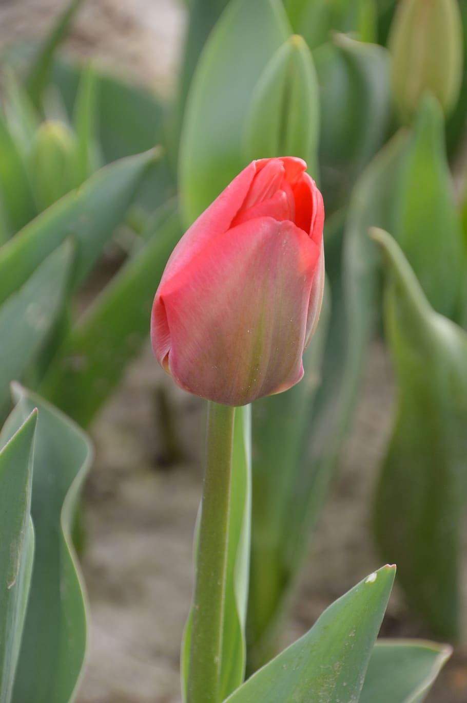 tulip, flower, spring, nature, garden, plants, field, culture HD wallpaper