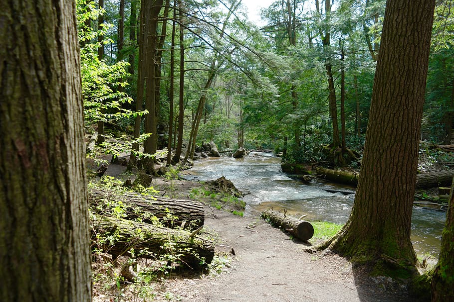 Deep Forest фото. Natural by Woods.