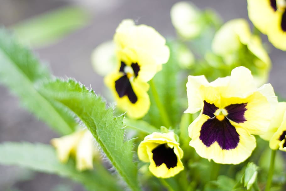 flower, con2011, nature, flowering plant, beauty in nature HD wallpaper