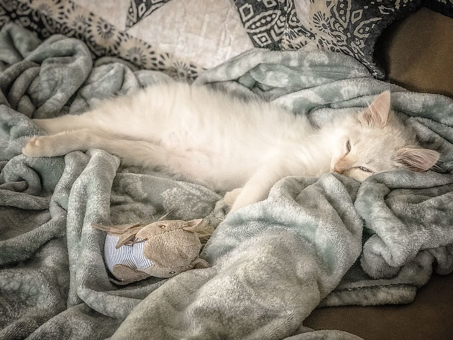 cat, white, sleep, blanket, bed, feline, toy, cuddly, stuffed HD wallpaper