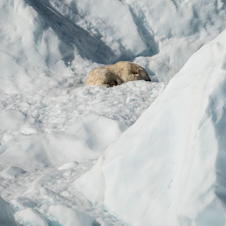 polar bear lying on snow, animal, mammal, wildlife, outdoors HD wallpaper