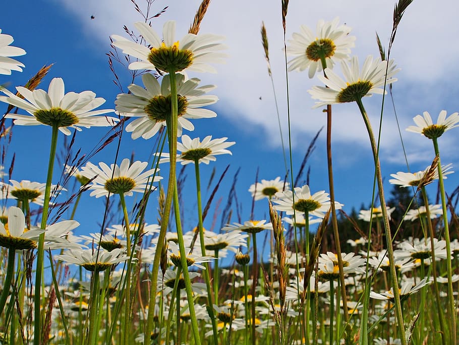 austria, flowers, plant, flowering plant, growth, beauty in nature HD wallpaper