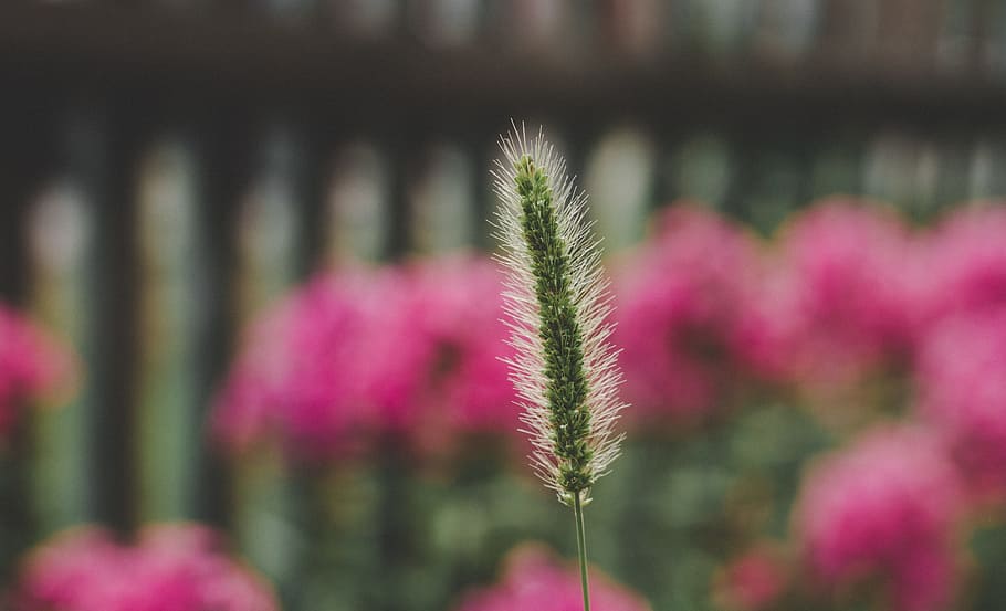 Green Fountain Grass Selective-focus Photography, bloom, blooming HD wallpaper