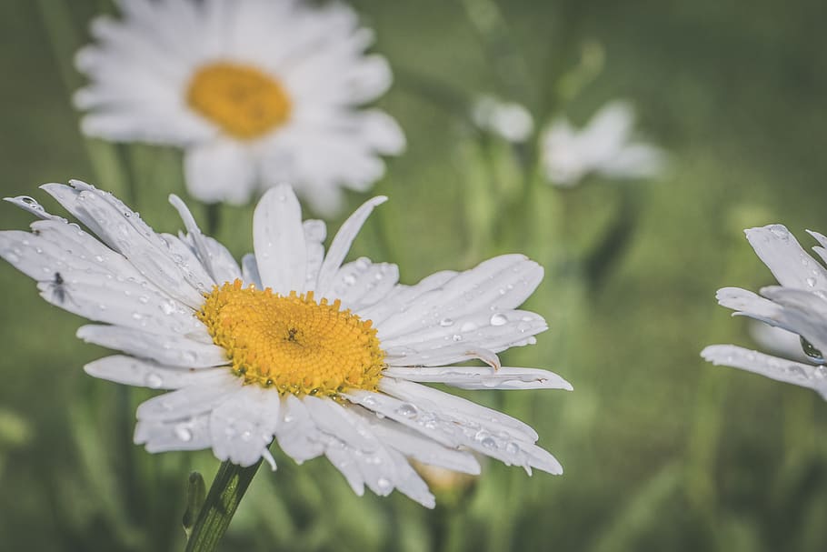 White Daisies, bloom, blossom, close-up, daisy, dew, flora, flowers HD wallpaper