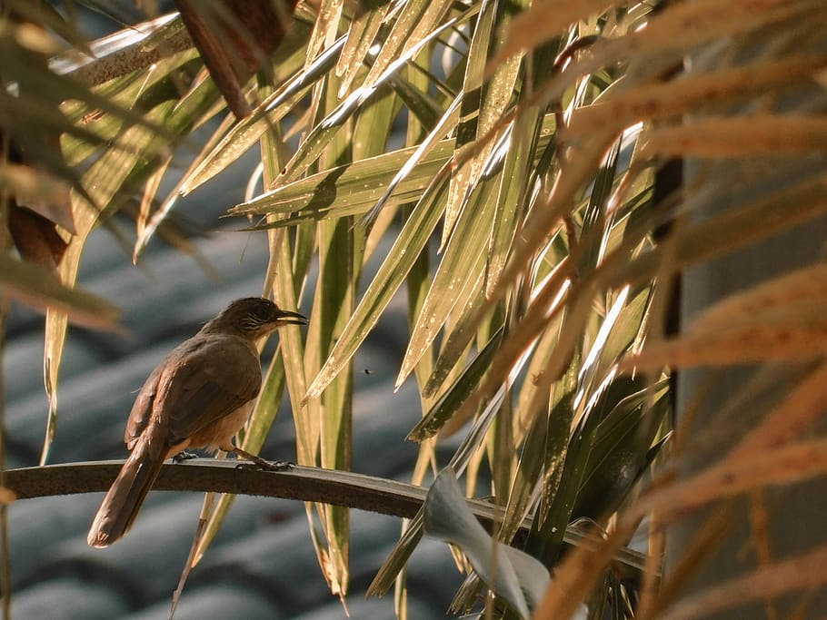 brown bird on tree branch, animal, grass, plant, anthus, lawn, HD wallpaper