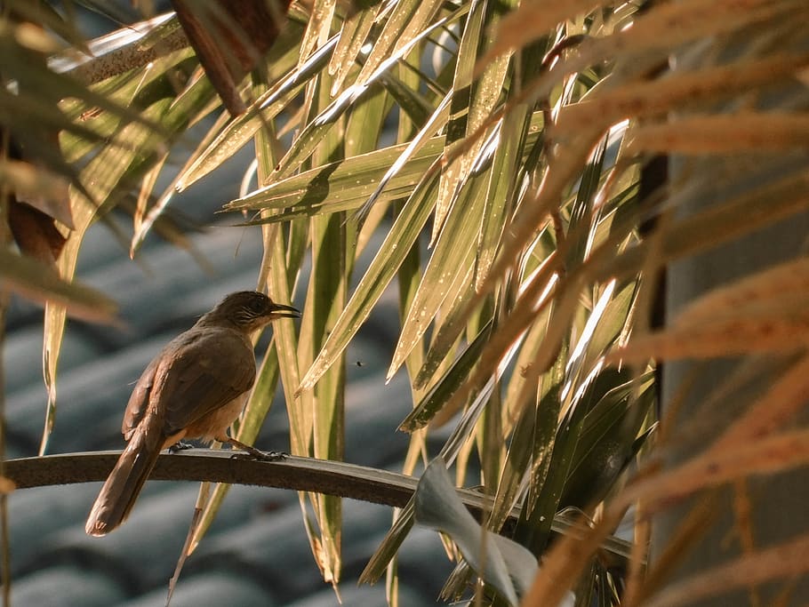 brown bird on tree branch, animal, grass, plant, anthus, lawn HD wallpaper