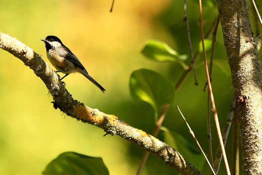 animal wildlife, animals in the wild, animal themes, one animal HD wallpaper