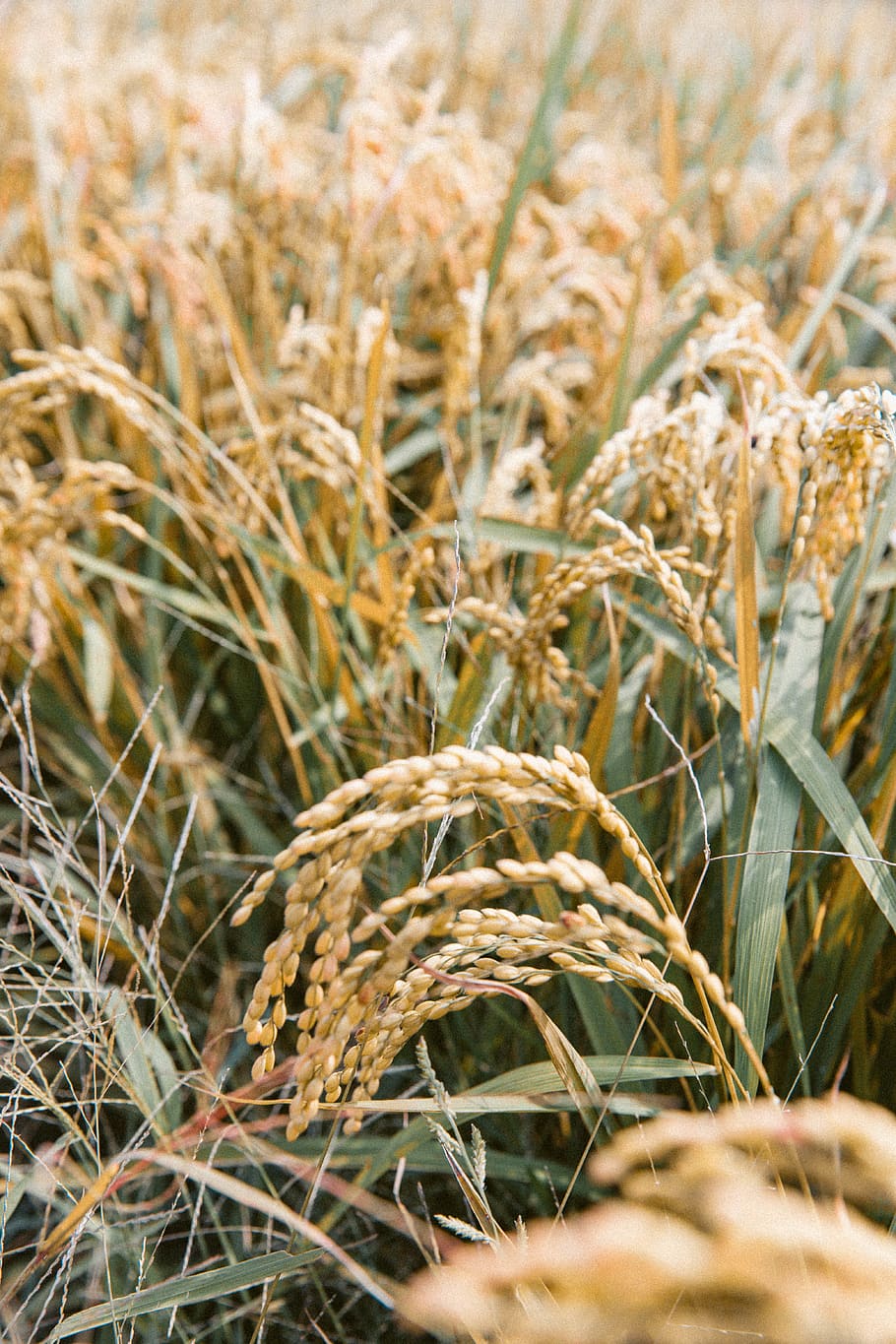 grains plant during daytime, cereal plant, crop, agriculture HD wallpaper