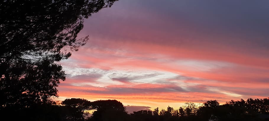 tree, sunset, sky, plant, silhouette, beauty in nature, cloud - sky HD wallpaper
