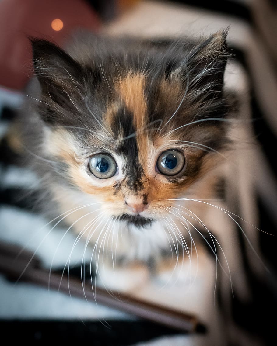 tabby, looking, eyes, cat, kitten, mammal, domestic, animal HD wallpaper
